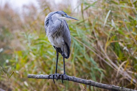 Grey heron (Ardea cinerea) Germany