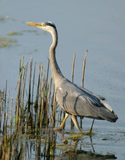 Grey heron (Ardea cinerea) foraging in the shallow water zone of a lake, Lower Saxony, Germany