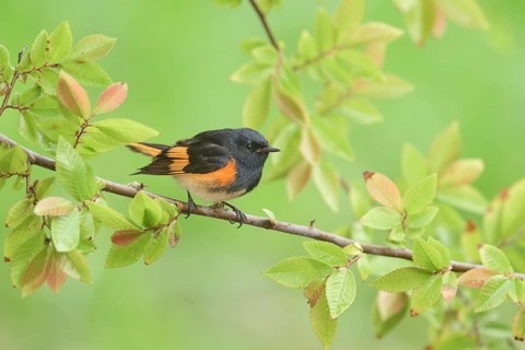American Redstart (Setophaga ruticilla) male, Texas, USA