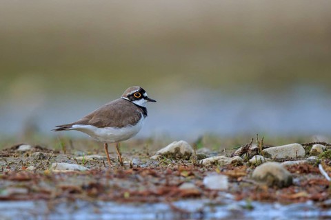 Little Ringed Plover (Charadrius dubius) male, North Rhine-Westphalia, Germany