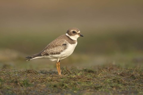 Semipalmated Plover (Charadrius semipalmatus), Ohio, USA