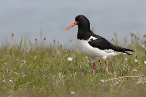 Eurasian Oystercatcher (Haematopus ostralegus), Texel, Netherlands