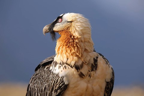 A subadult bearded vulture stands proudly, its striking red eye and detailed plumage illuminated by