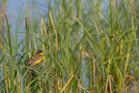 Masked wagtail, (Motacilla flava feldegg), (Motacilla feldegg), Yellow wagtail, Yellow wagtail,