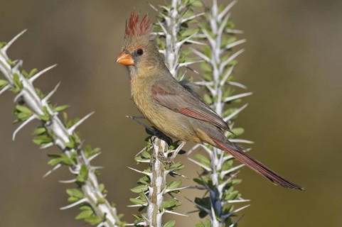 Northern Cardinal (Cardinalis cardinalis), Arizona, USA