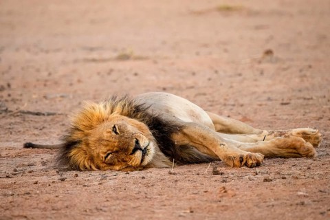Maned lion (Panthera leo) sleeping, Kgalagadi Transfrontier National Park, Northern Cape, South