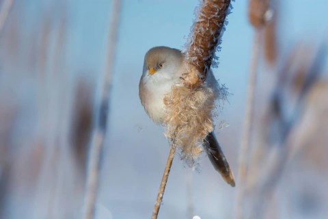 Bearded Reedling (Panurus biarmicus) female feeding on cattail seed, Thuringia, Germany