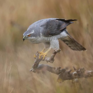 A majestic female Northern Goshawk perches on a branch, showcasing its impressive plumage and sharp