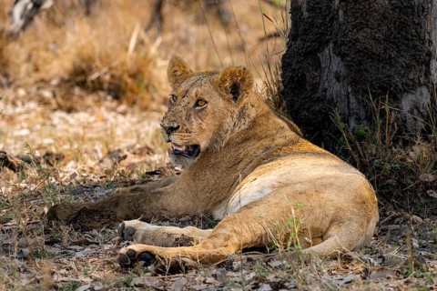 Lioness (Panthera leo), lying in the shade, Moremi Game Reserve, Botswana