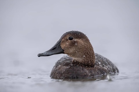 Common Pochard (Aythya ferina) female, Schleswig-Holstein, Germany