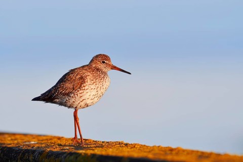 Redshank (Tringa totanus), Schleswig-Holstein, Germany
