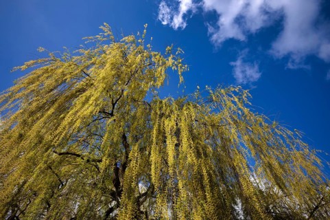 Weeping willow, sky, blue, Max-Eyth-See, Hofen, Stuttgart, Baden-Württemberg, Germany