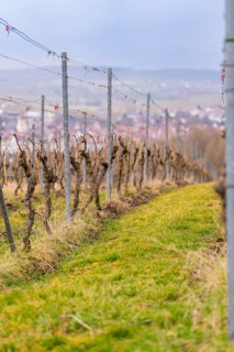 Vineyards with rows of planted vines against an unclear backdrop and cloudy sky, Großbottwar,