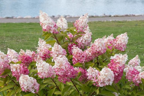 Panicle hydrangea (Hydrangea paniculata PINKY WINKY), City Park, Finland
