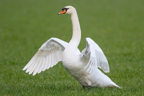 Mute Swan (Cygnus olor) flapping, North Rhine-Westphalia, Germany