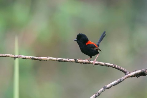 Red-backed Fairywren (Malurus melanocephalus) male perched on a branch, Queensland, Australia