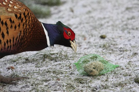 Common Pheasant (Phasianus colchicus) male, Lower Saxony, Germany
