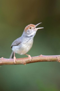 Cambodian Tailorbird (Orthotomus chaktomuk) singing, Phnom Penh, Cambodia