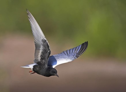 White-winged Tern (Chlidonias leucopterus) flying, Lesvos, Greece