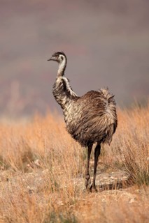 Emu (Dromaius novaehollandiae), South Australia, Australia