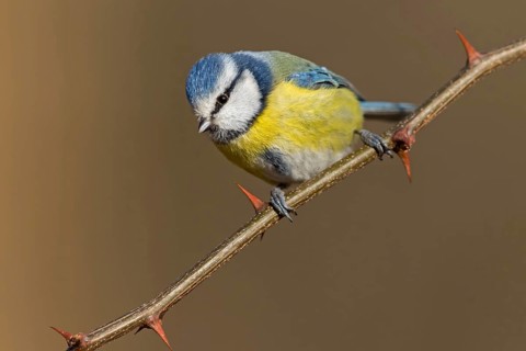 Blue tit, (Parus caeruleus), perch, tit dumpling, biotope, habitat, animals, birds, tits,