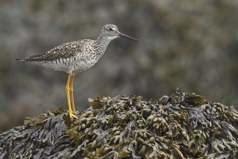 Greater Yellowlegs (Tringa melanoleuca), Newfoundland, Canada