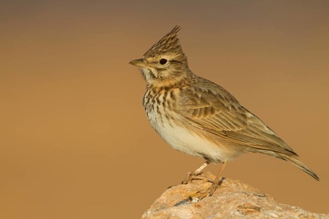 Thekla Lark - Theklalerche - Galeridae theklae ssp. theresae, Morocco, adult