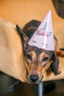 A cute Dachshund puppy sports a festive birthday hat while perched on a yellow chair, looking