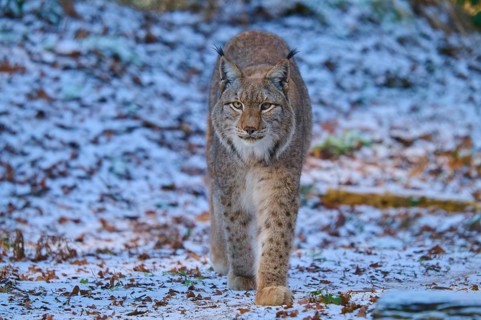 A lynx moving through a winter landscape, Winter, Lynx (Lynx lynx), Hesse, Germany