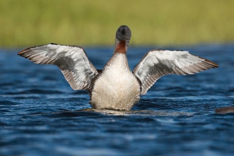 Red-throated Loon (Gavia stellata), Iceland