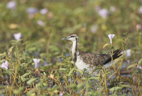 Pheasant-tailed Jacana (Hydrophasianus chirurgus), Bueng Boraphet, Thailand