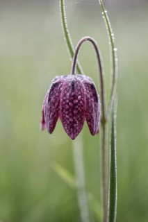 Snake's Head Fritillary (Fritillaria meleagris), Lower Saxony, Germany