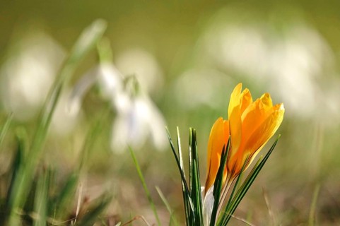Beautiful crocus flower, early spring, Germany