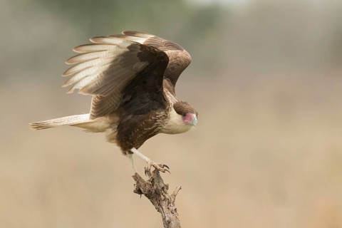 Northern Crested Caracara (Caracara cheriway) juvenile, Texas, USA