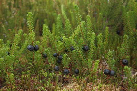 Black crowberry (Empetrum nigrum) with black berries, Schwarzes Moor, Rhön, Bavaria, Germany