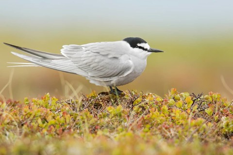 Aleutian Tern (Onychoprion aleuticus) perched on the tundra in Nome, Alaska