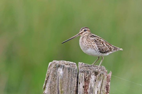 Snipe (Gallinago gallinago), standing on fence posts of a pasture, on moorland, snipe birds,