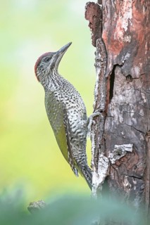 European Green Woodpecker (Picus viridis) juvenile climbing tree trunk, Aosta Valley, Italy