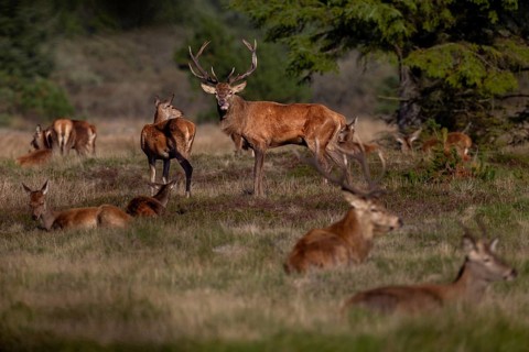 Almost all animals of the red deer herd (Cervus elaphus) lie resting in the sun, only the stag does