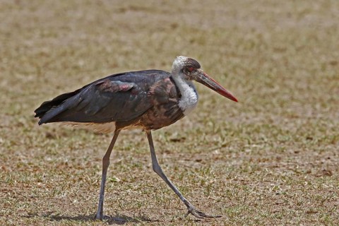 Woolly-necked Stork (Ciconia episcopus), Masai Mara, Kenya