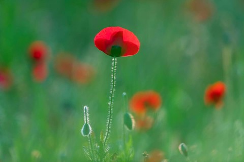 Poppy, (Papaver rhoeas), poppy, poppy rose, plant, flower, blooms, blooming, Lesbos, islandLesbos,