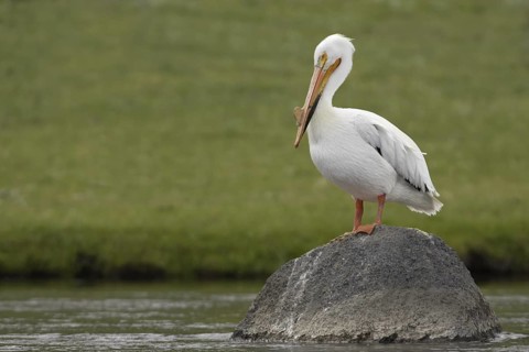 American White Pelican (Pelecanus erythrorhynchos), Arizona, USA