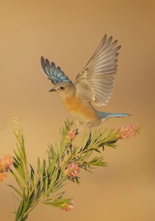 Western Bluebird (Sialia mexicana), California, USA