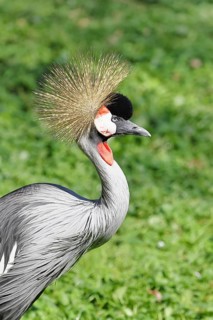 Crowned Crane (Balearica pavonina), portrait, captive, Herborn-Uckersdorf Zoo, Hesse, Germany