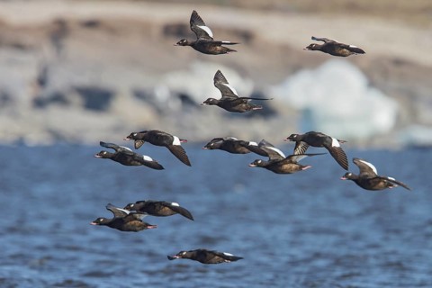 White-winged Scoter (Melanitta fusca) flying over the Hudson's Bay in Churchill, Manitoba Canada
