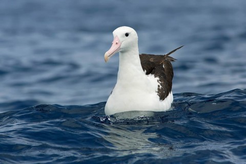 Northern Royal Albatross (Diomedea sanfordi), Victoria, Australia