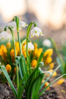 Snowdrops and crocuses bloom in vivid colors in spring, Gechingen, Calw district, Germany