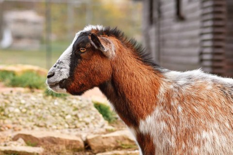 Small brown and white domestic goat