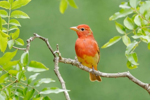 Summer Tanager (Piranga rubra) male perched on a branch, Texas, USA