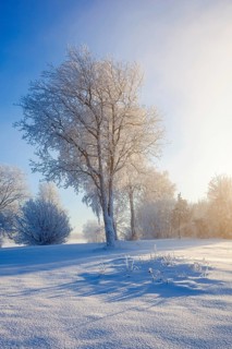 Winter landscape with hoar frost on the trees on a cold sunny winter day. Sweden